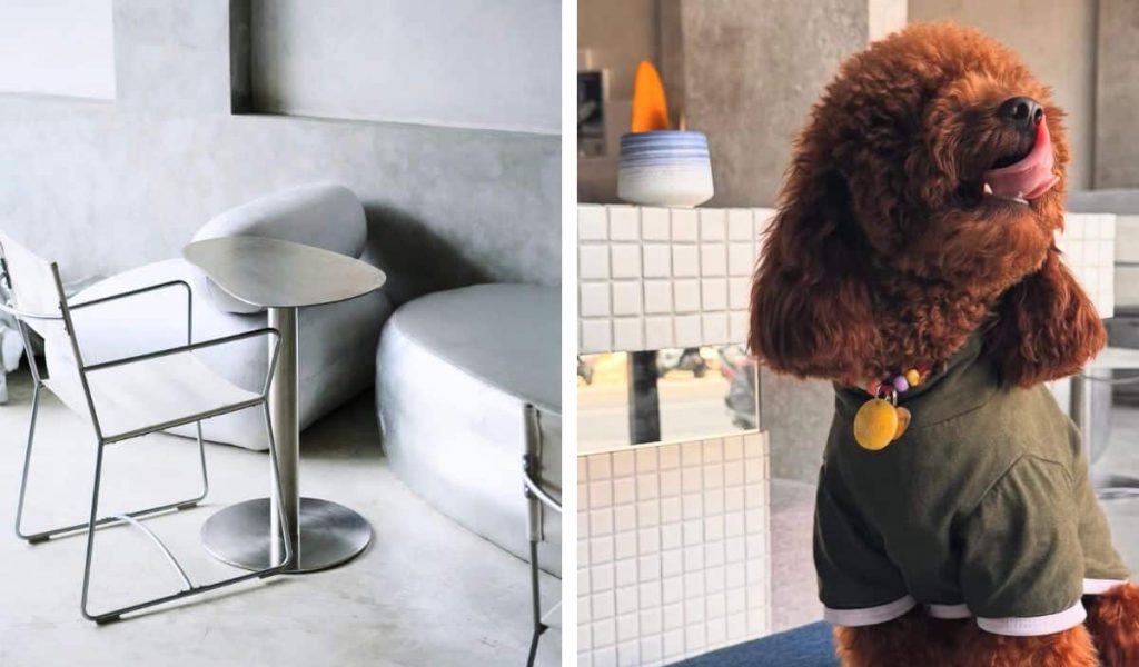 Le Spot – Dog-friendly café in Canggu Dog relaxing at Le Spot café in Canggu