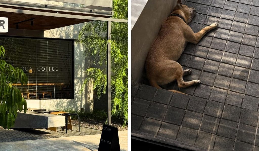 Raincoat – Cozy dog-friendly café in Kerobokan Dog laying down at Raincoat café in Kerobokan