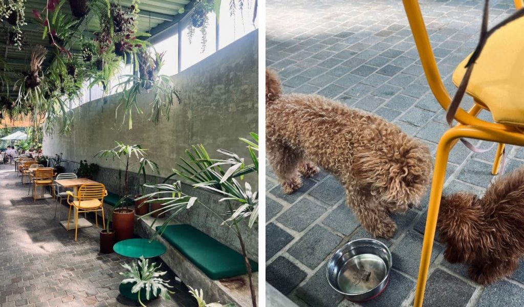 Reina Jungla – Jungle café in Ubud for dog lovers Dogs playing in a jungle-style seating area at Reina Jungla café