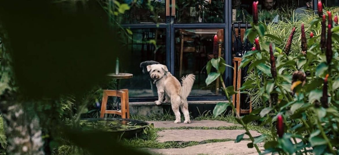 Dog-friendly café moment at Rüsters in Ubud Dog waiting patiently in front of a glass door at Rüsters café in Ubud